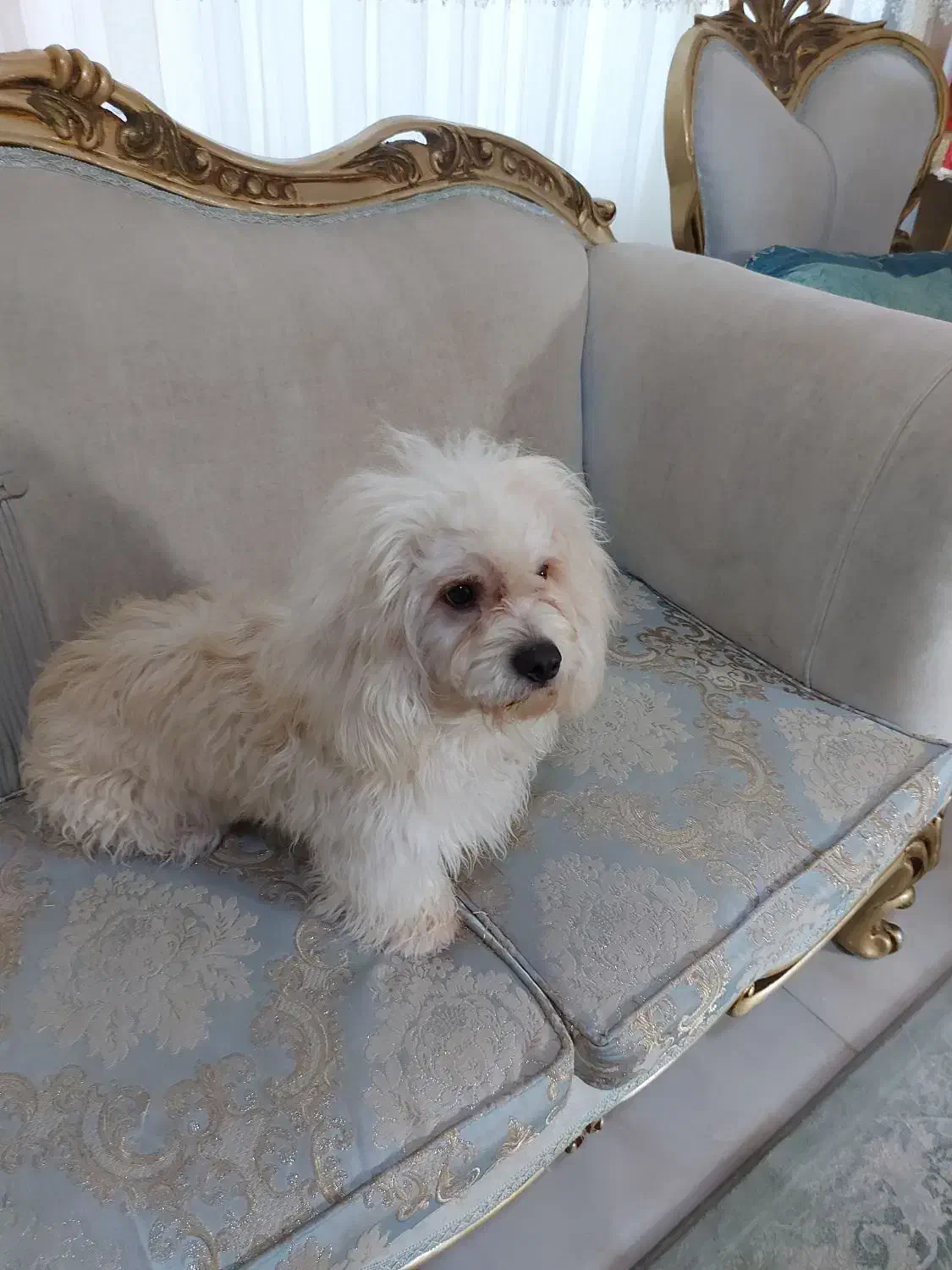 واگذاری آقا آرچی|سگ|رشت, احمد گوراب|دیوار