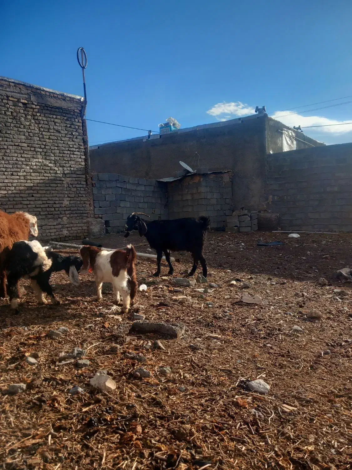 بز زاییده|حیوانات مزرعه|فریمان, |دیوار