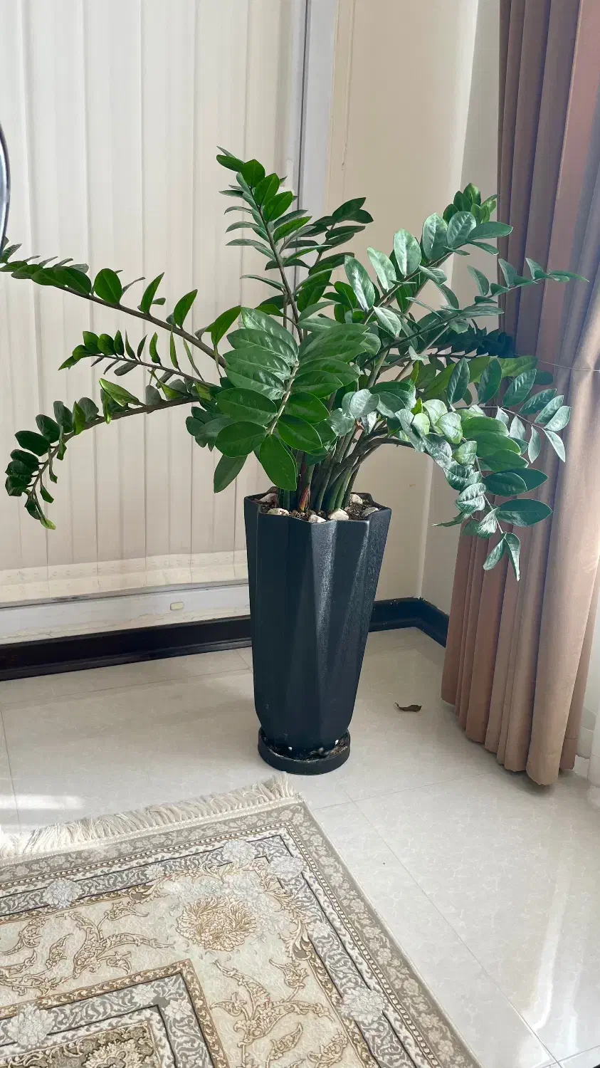 گل زاموفیلیا|گل و گیاه طبیعی|قم, سعادتی|دیوار