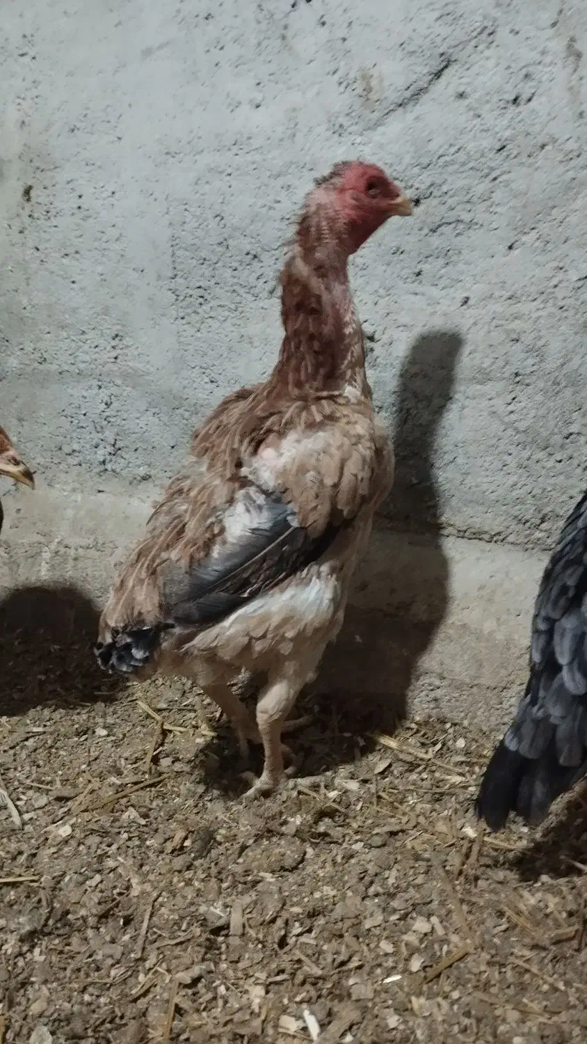 مرغ لاری تخم گذار|حیوانات مزرعه|دشت ذهاب, |دیوار