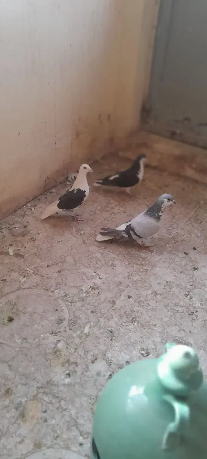 کفتر|پرنده|شیراز, شیخ علی چوپان|دیوار