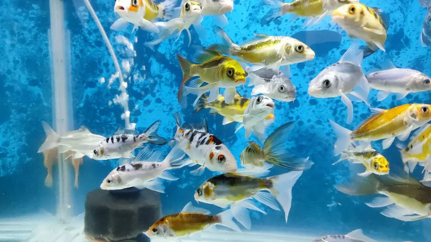 گله ماهی کوی|ماهی|تهران, شهرک دریا|دیوار