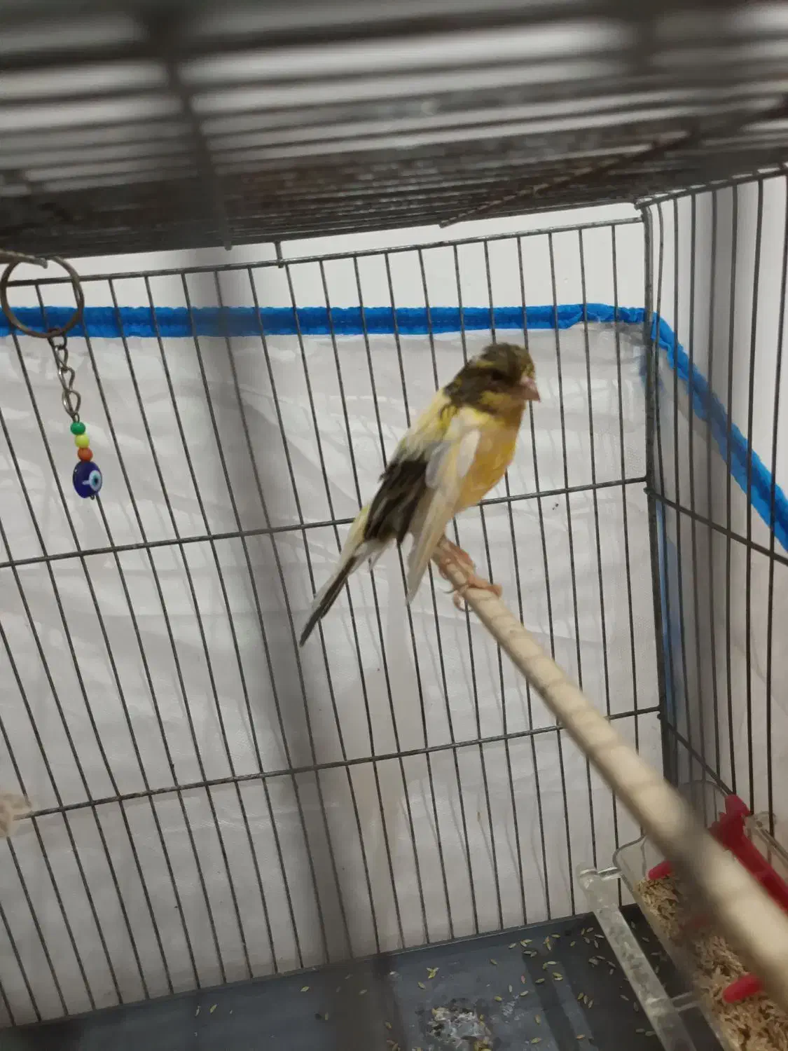 جفت قناری نر ماده|پرنده|هشتگرد, قاسم آباد بزرگ|دیوار