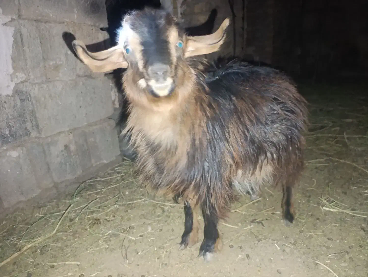 یک عدد بزغاله ماده قیمت عالی سالم محلی|حیوانات مزرعه|آیسک, |دیوار