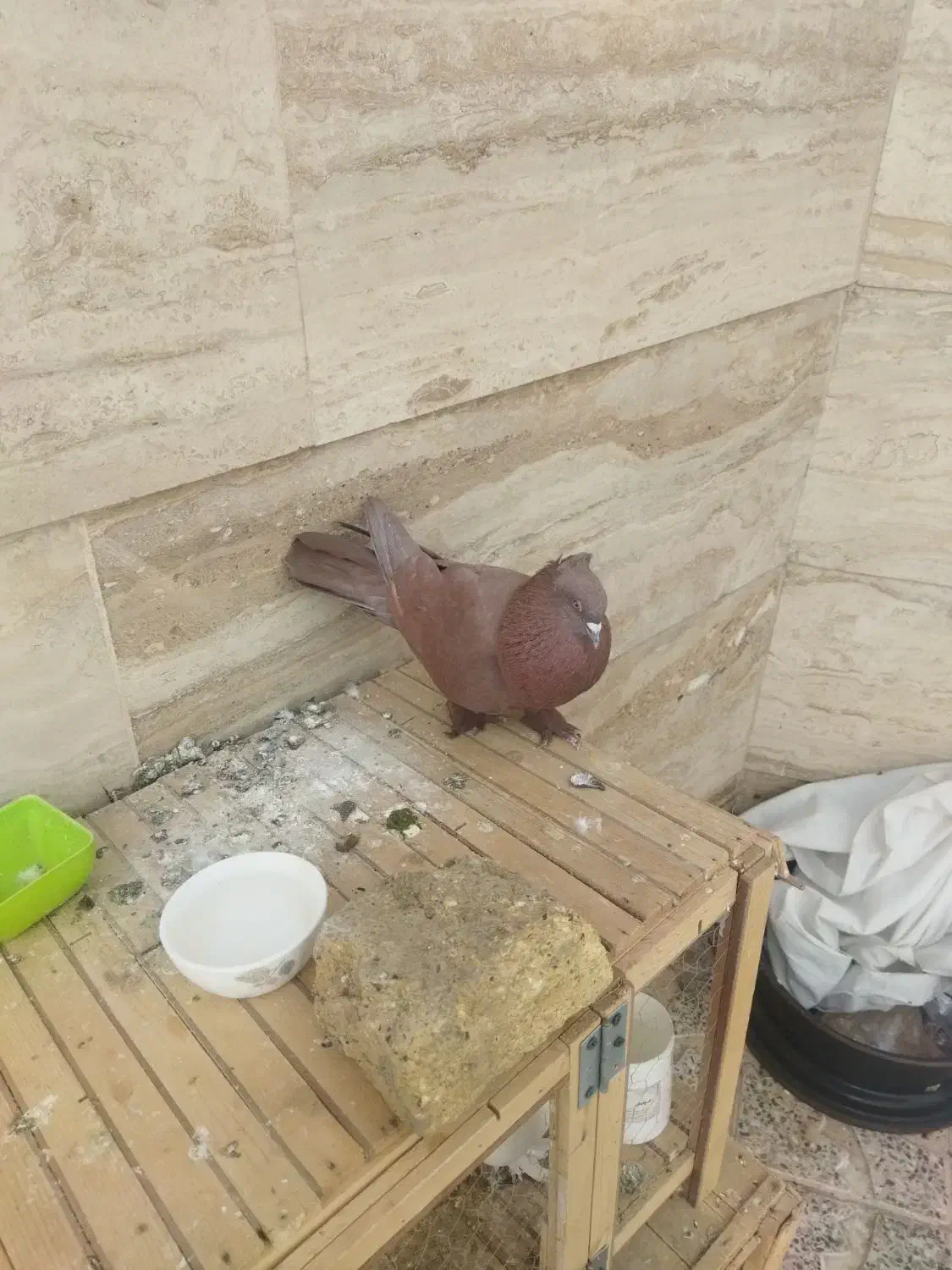 کبوتر راعبی|پرنده|قم, بکایی|دیوار