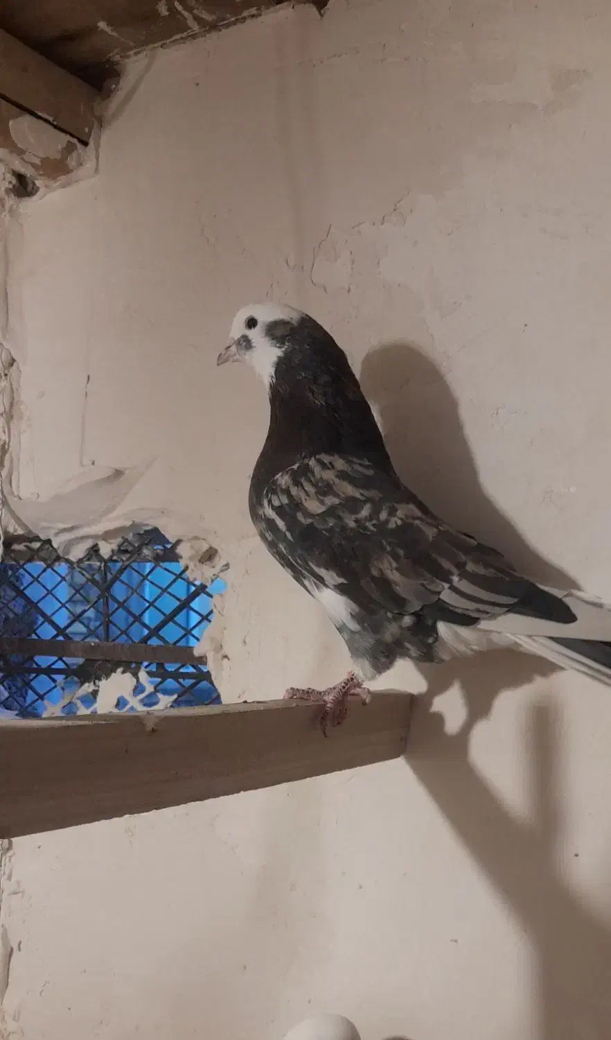 کبوتر  پرشی|پرنده|نهاوند, |دیوار