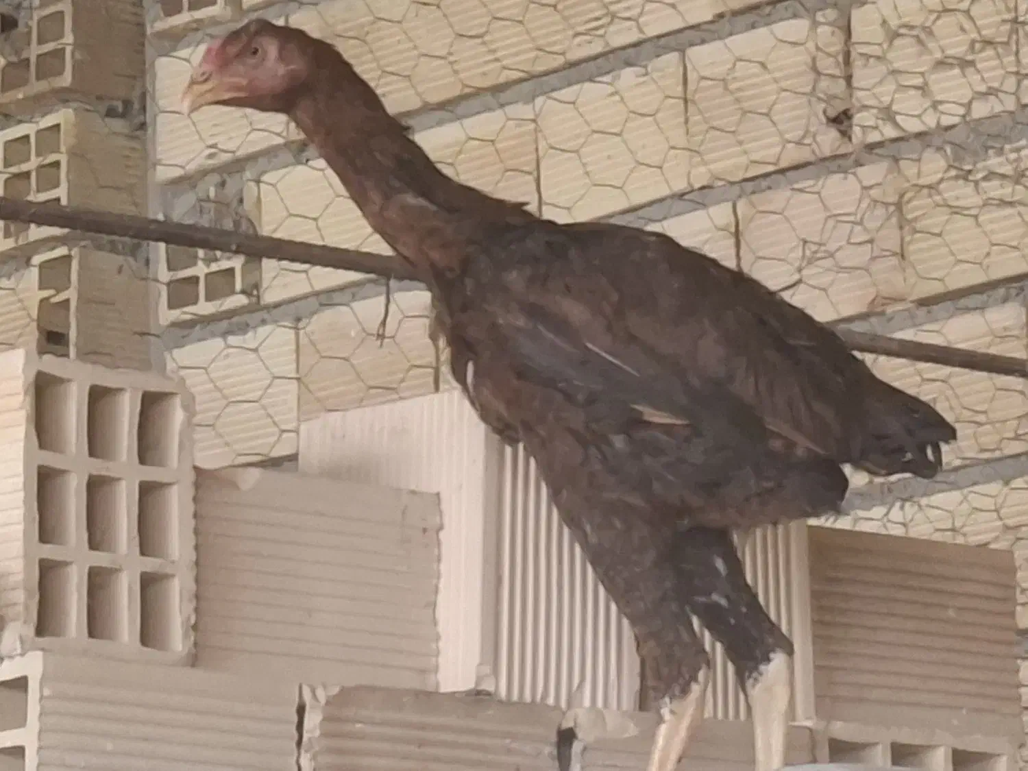 خروس و مرغ لاری|پرنده|دره شهر, |دیوار