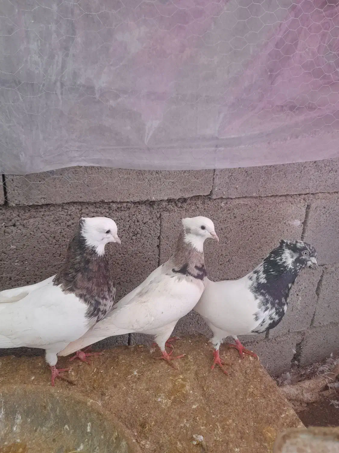 کبوتر فروشی|پرنده|جوانرود, |دیوار