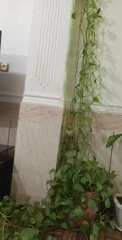 گل پتوس|گل و گیاه طبیعی|مسجد سلیمان, |دیوار