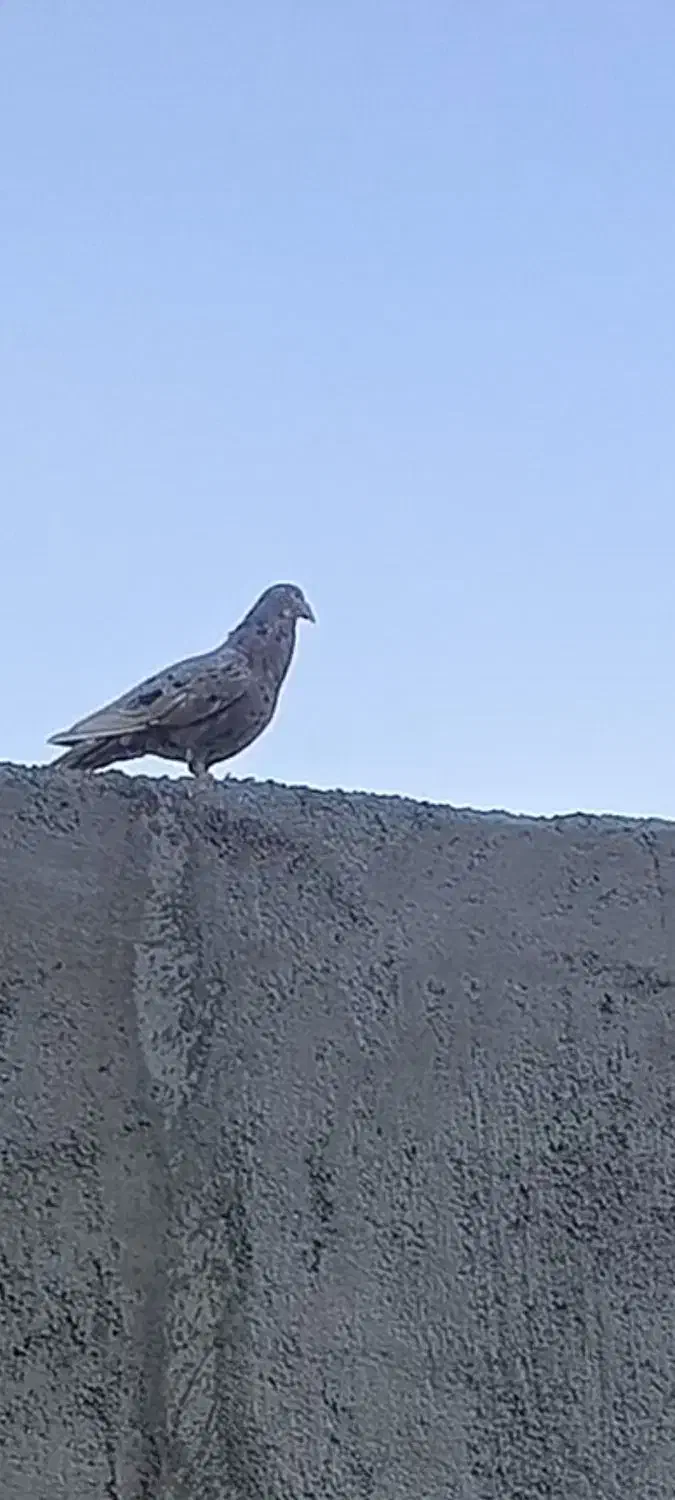 گمشده|پرنده|برازجان, |دیوار