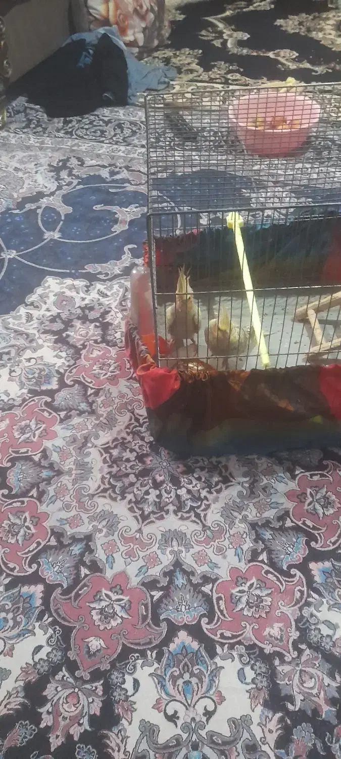 دو عدد طوطی عروس هلندی|پرنده|رشت, سلیمانداراب|دیوار