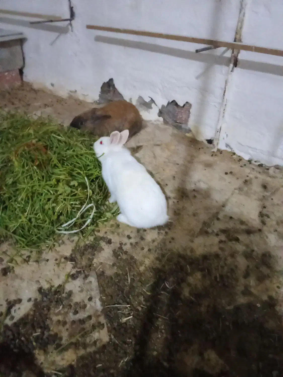 نرماده خرگوش|موش و خرگوش|کرمان, |دیوار