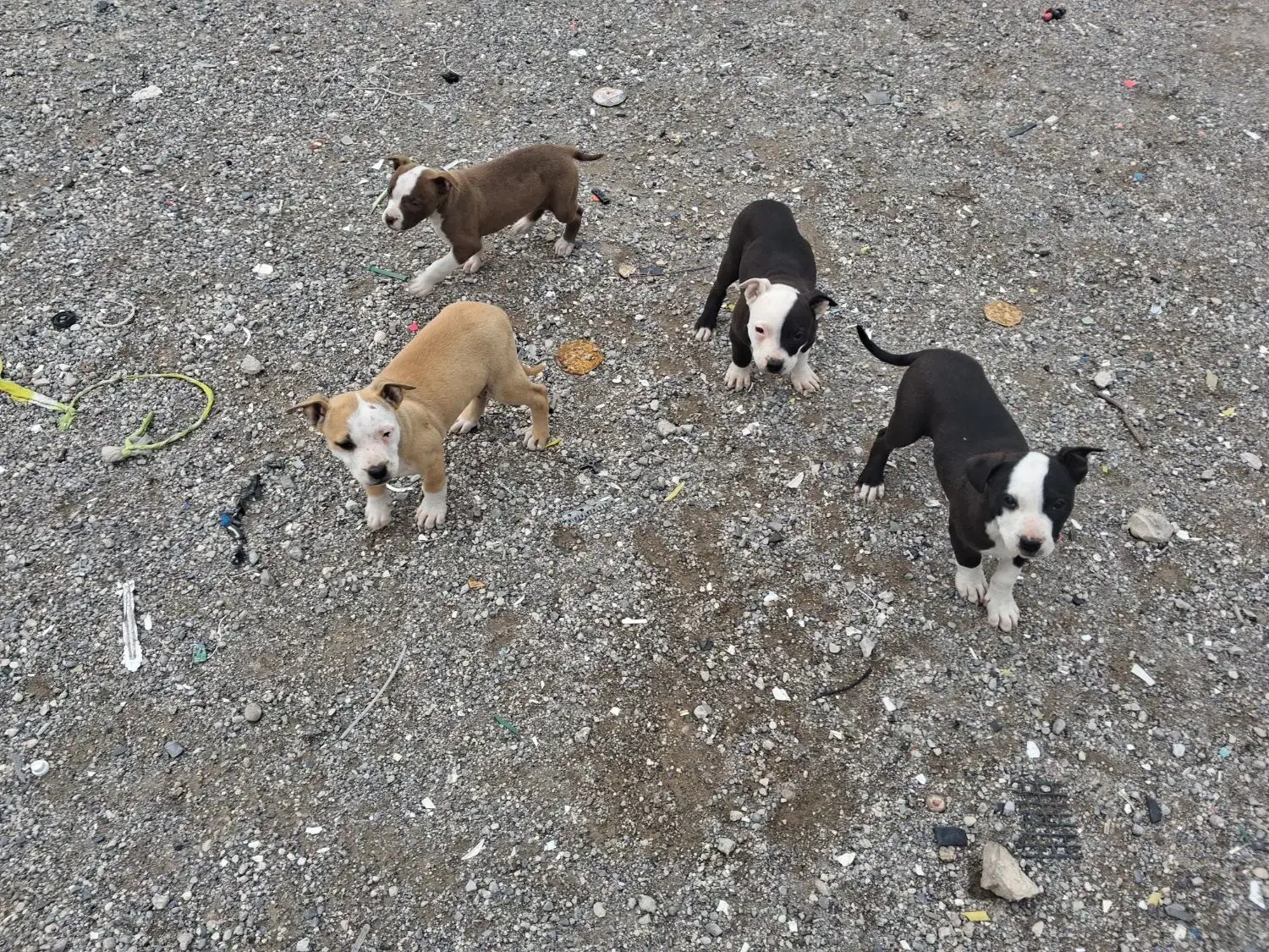 سگ نگهبان|سگ|ایلام, |دیوار