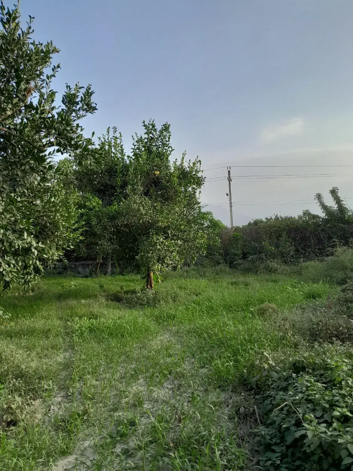 فروش ۲قطعه زمین ۲۵۰و۲۱۰متری چسبیده به بافت|فروش زمین و ملک کلنگی|نوکنده, |دیوار