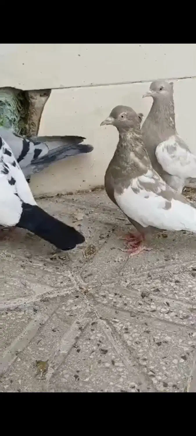 کفتر سینه|پرنده|پاسارگاد, |دیوار