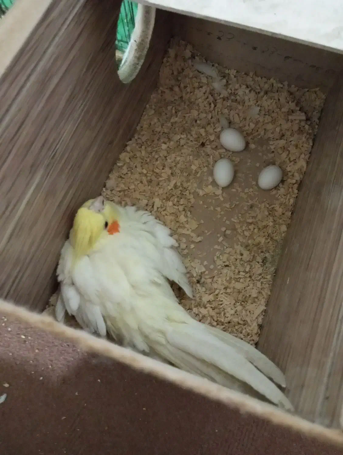 عروس پاریس|پرنده|بندر ماهشهر, |دیوار