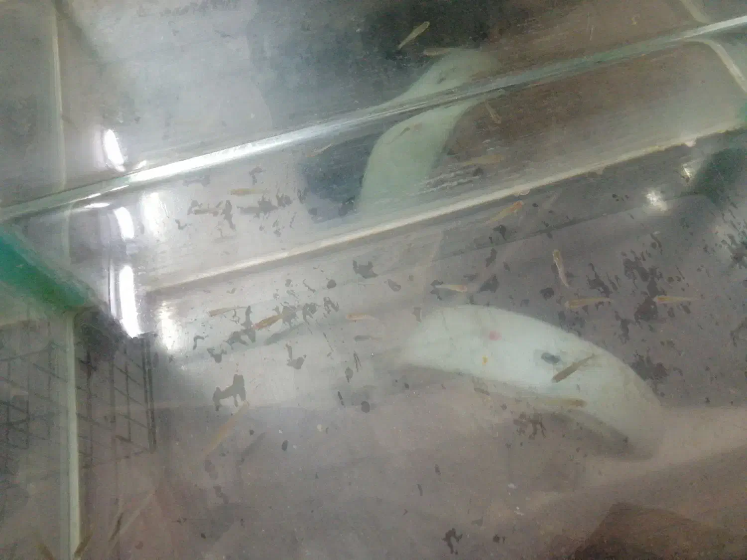 ماهی کپی|ماهی|برخوار, |دیوار