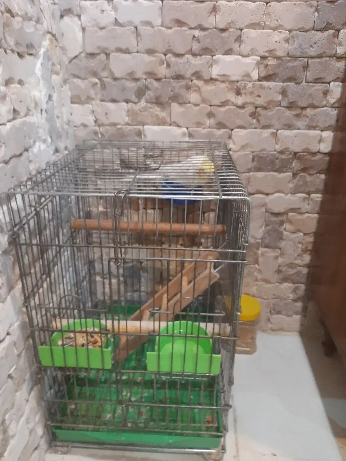 عروس هلندی نر|پرنده|بومهن, |دیوار