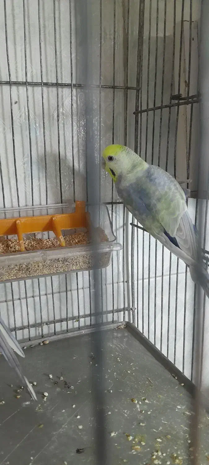 مرغ عشق رینبو|پرنده|ملارد, |دیوار