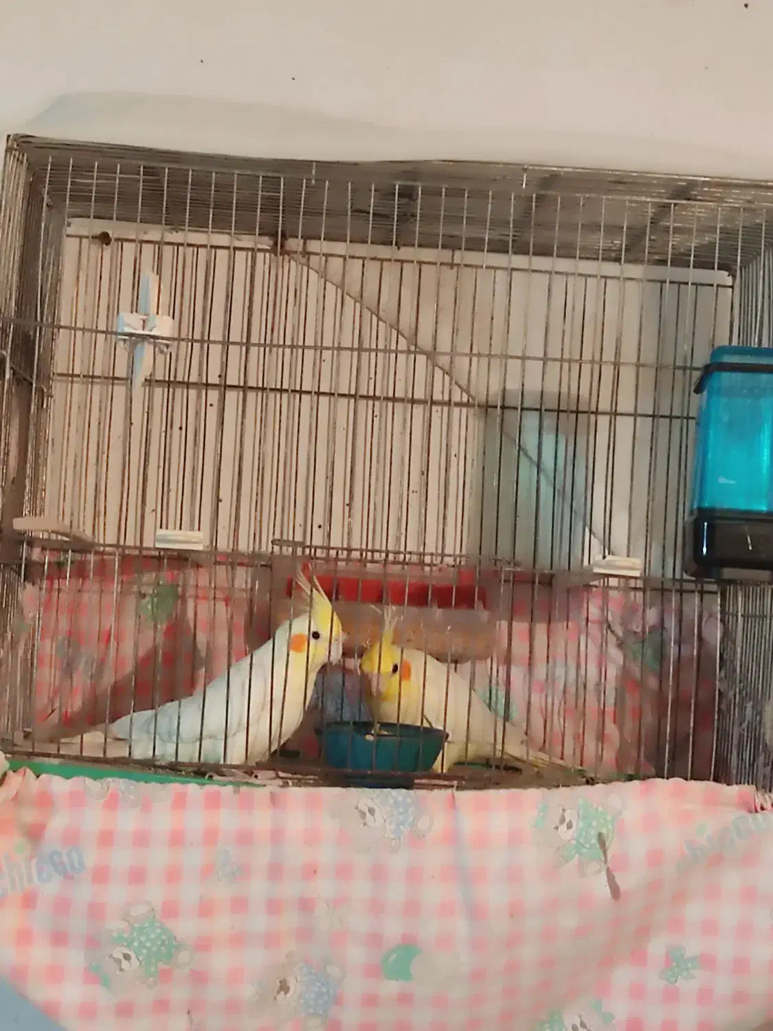 عروس هلندی خانگی در عجبشیر|پرنده|عجب شیر, |دیوار