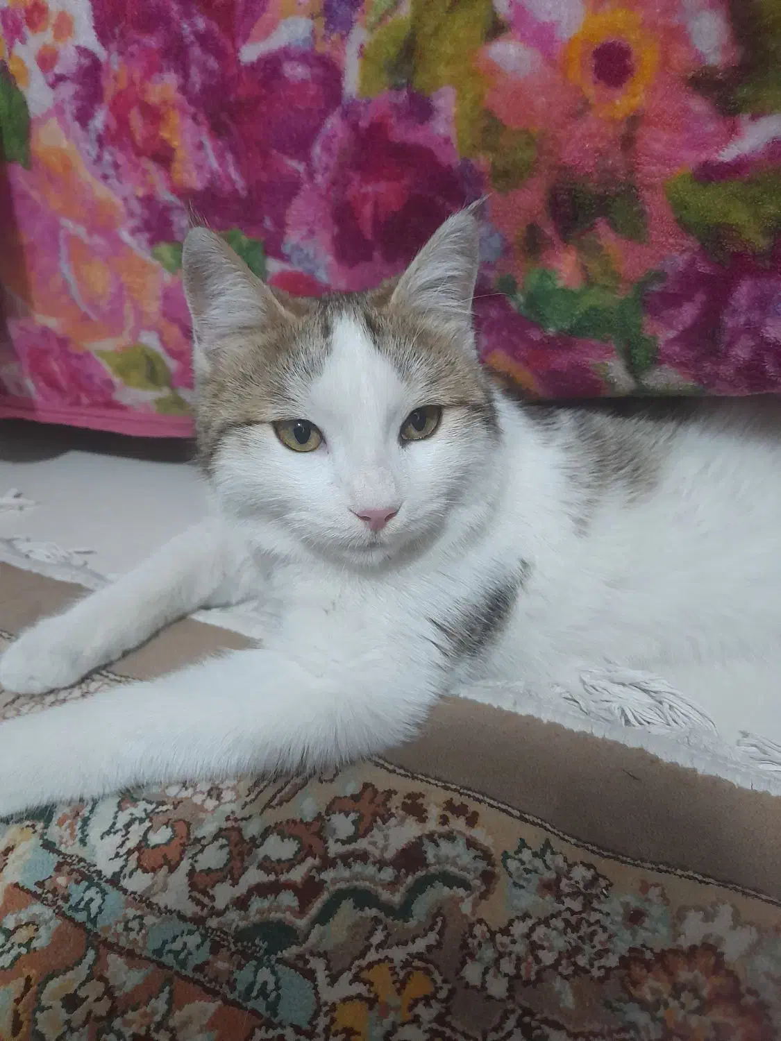 گربه ‌dsh|گربه|رودهن, |دیوار