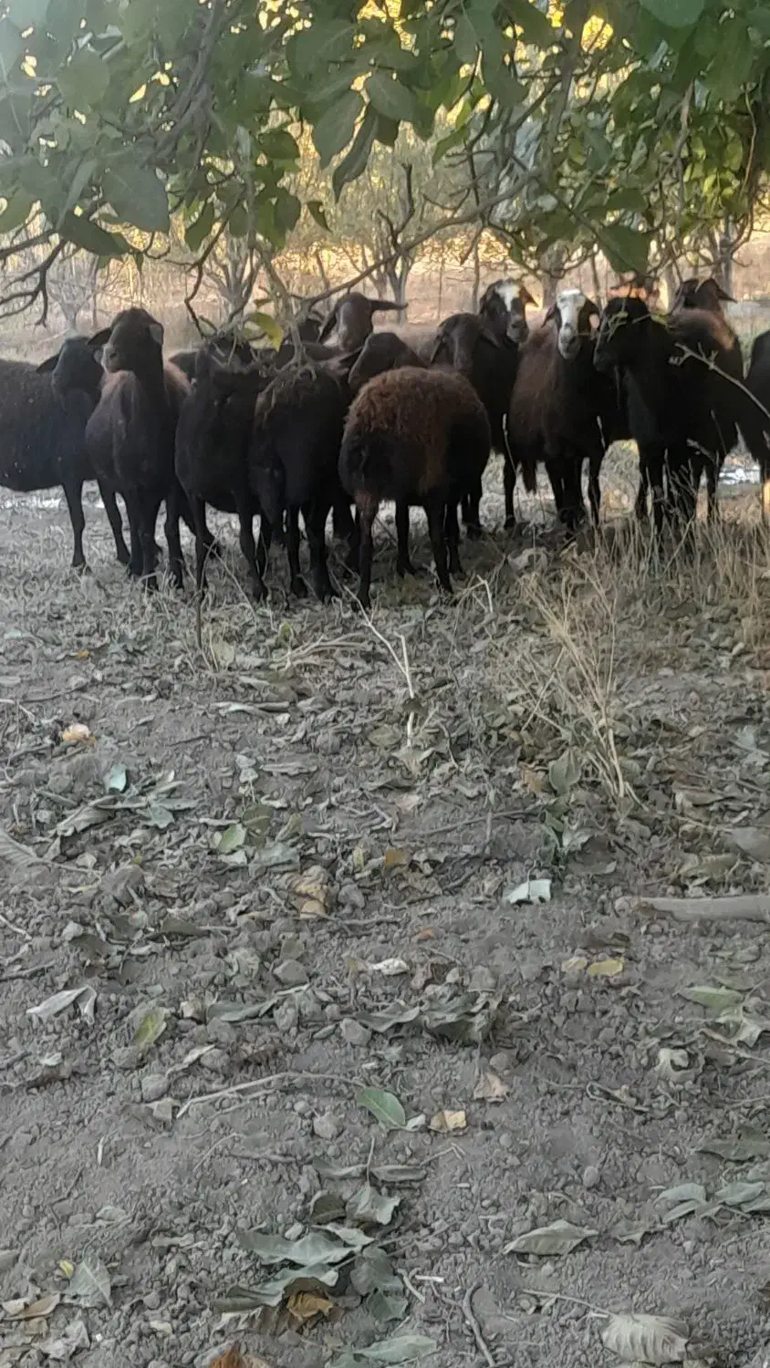 20راس میش جوان شکم پر|حیوانات مزرعه|هشترود, |دیوار