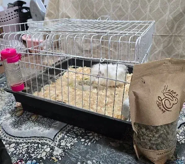 خوکچه هندی مو بلند|موش و خرگوش|اهواز, گلستان|دیوار