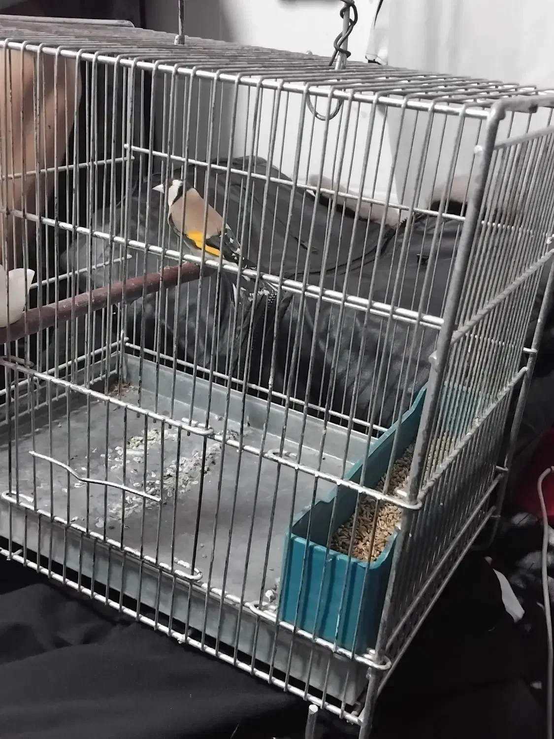 سهره نر|پرنده|کوهدشت, |دیوار