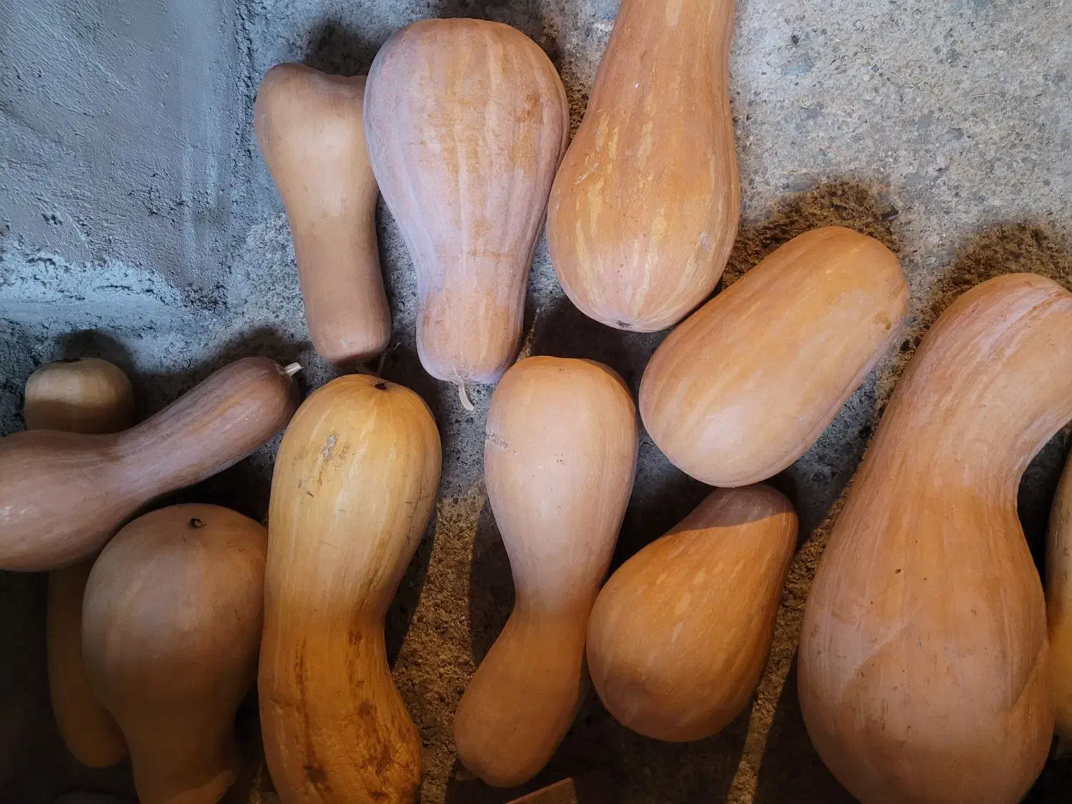 کدو محلی|خوردنی و آشامیدنی|بهشهر, |دیوار