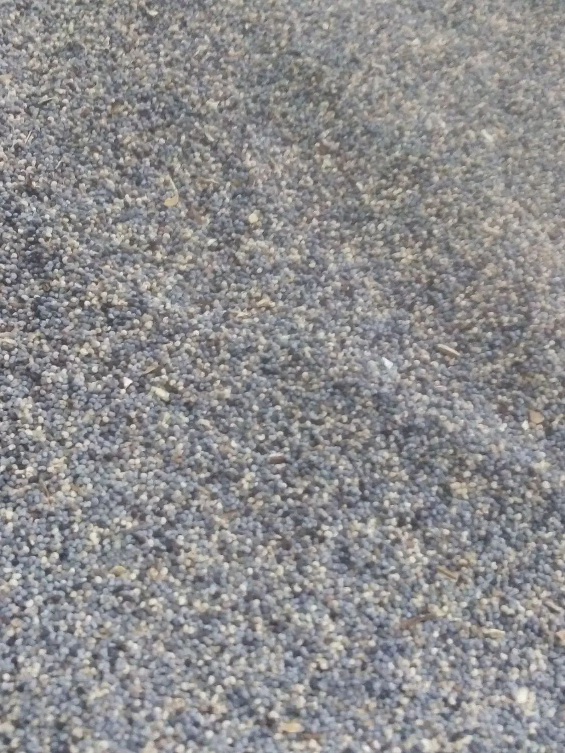 دانه خشخاش روغنی درمانی خشخاش|آرایشی، بهداشتی، درمانی|صحنه, |دیوار