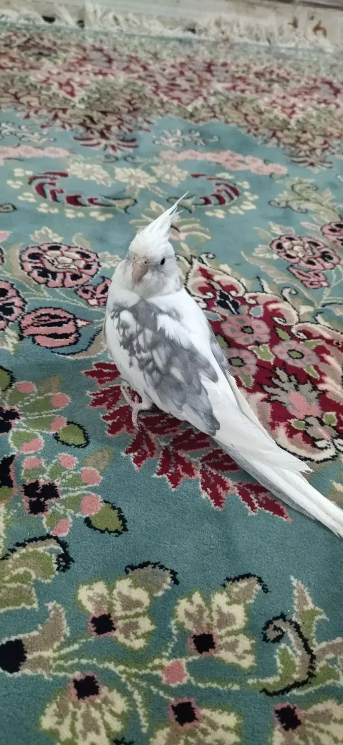 عروس هلندی نر|پرنده|خاش, |دیوار