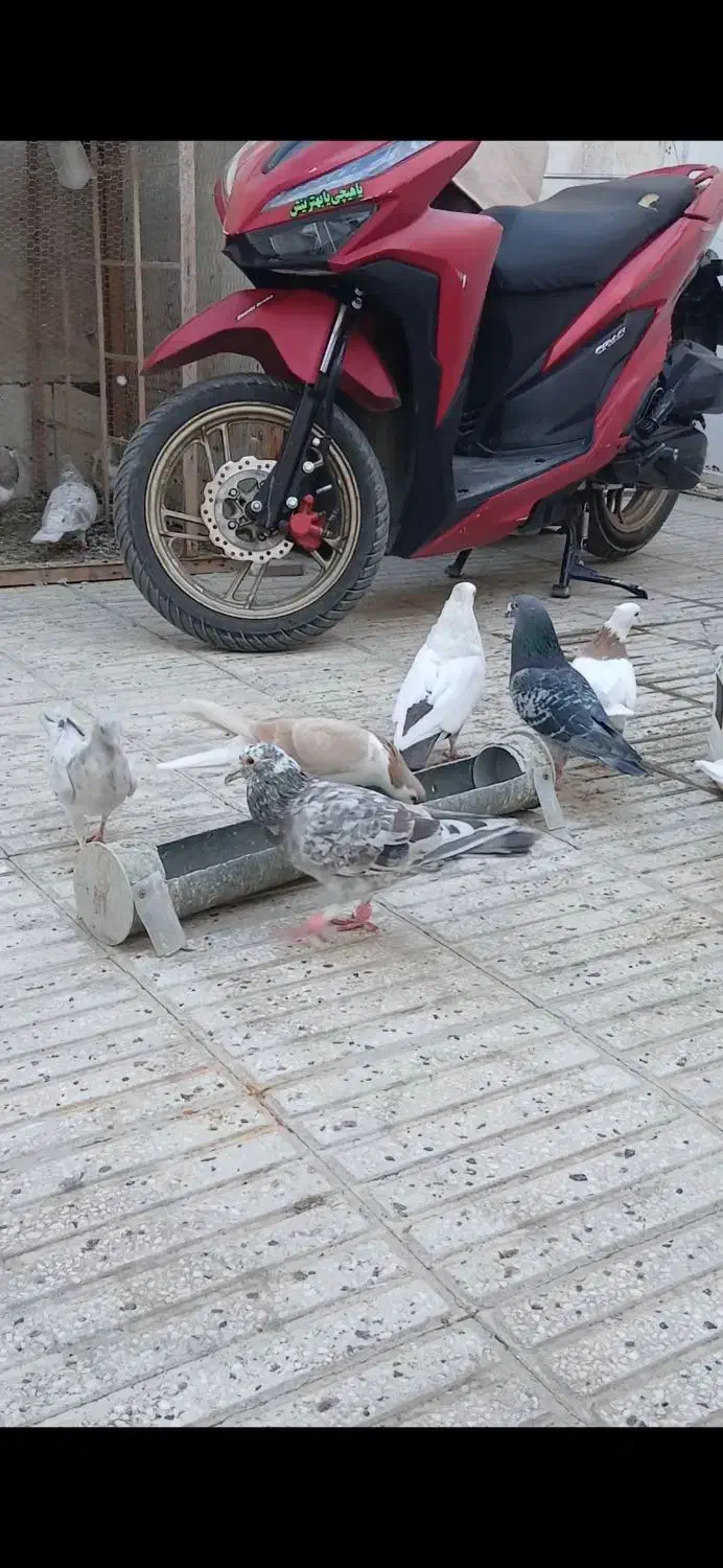 کفتر گم کردم هفترنگ شکلاتی|پرنده|سبزوار, امیر کبیر|دیوار