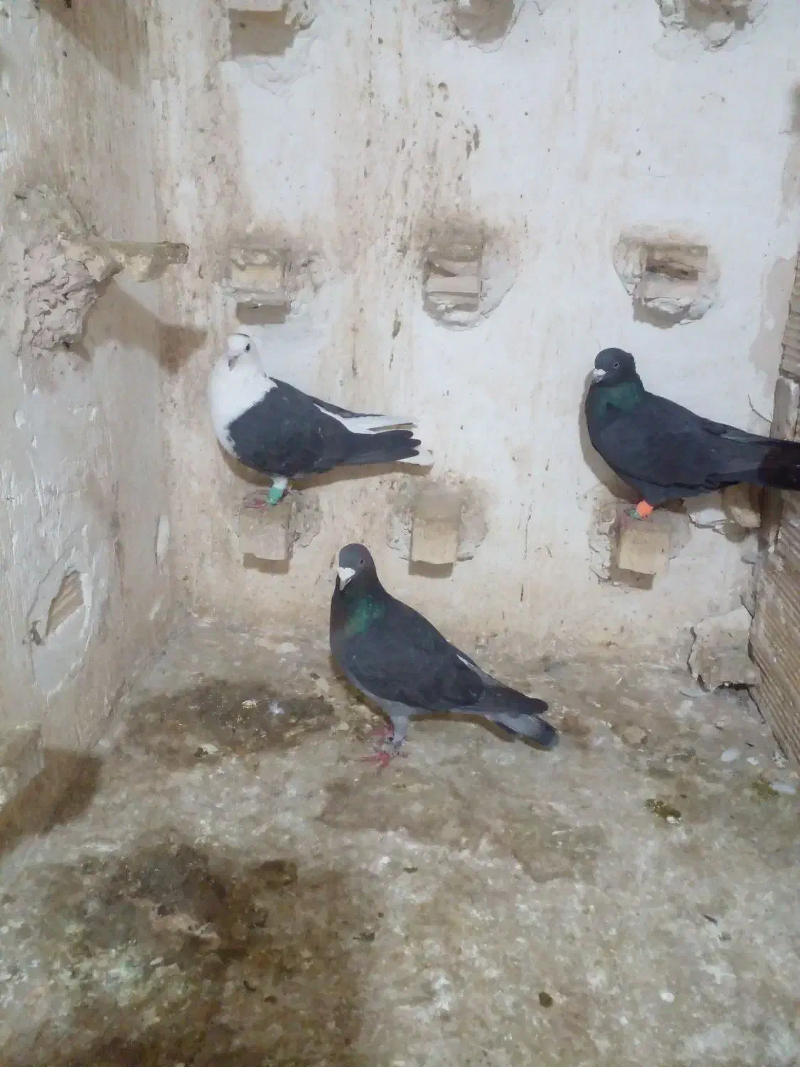 کفتر|پرنده|مشهد, شهید قربانی|دیوار