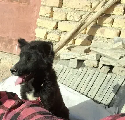 سگ قدرجونی|سگ|مبارکه, |دیوار