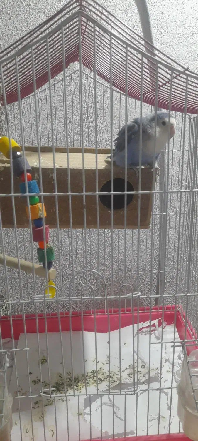 طوطی برزیلی|پرنده|ری, سیزده آبان|دیوار