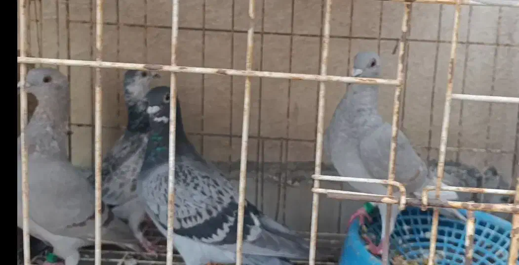 جوجه پلاکی و جوجه سینه ای|پرنده|اهواز, فولادشهر|دیوار