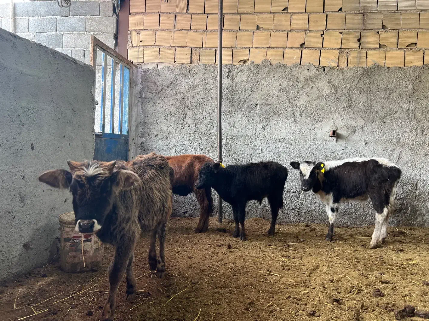 گوساله نر|حیوانات مزرعه|ورامین, ورامین|دیوار