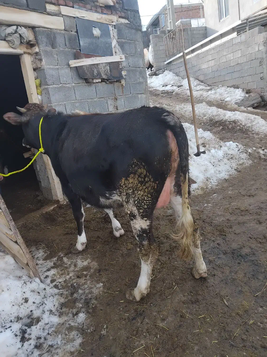 یک راس گاو|حیوانات|مراغه, |دیوار