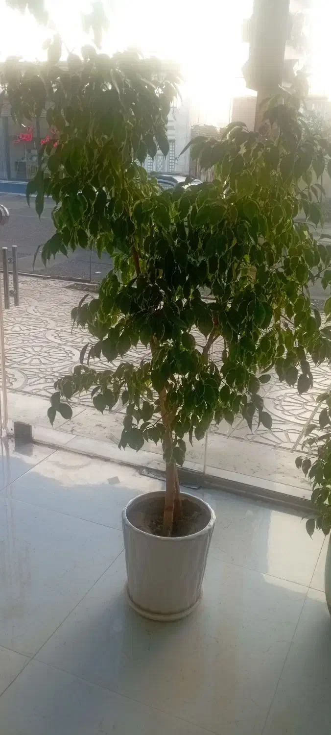 گل بنجیامین|گل و گیاه طبیعی|اشنویه, |دیوار