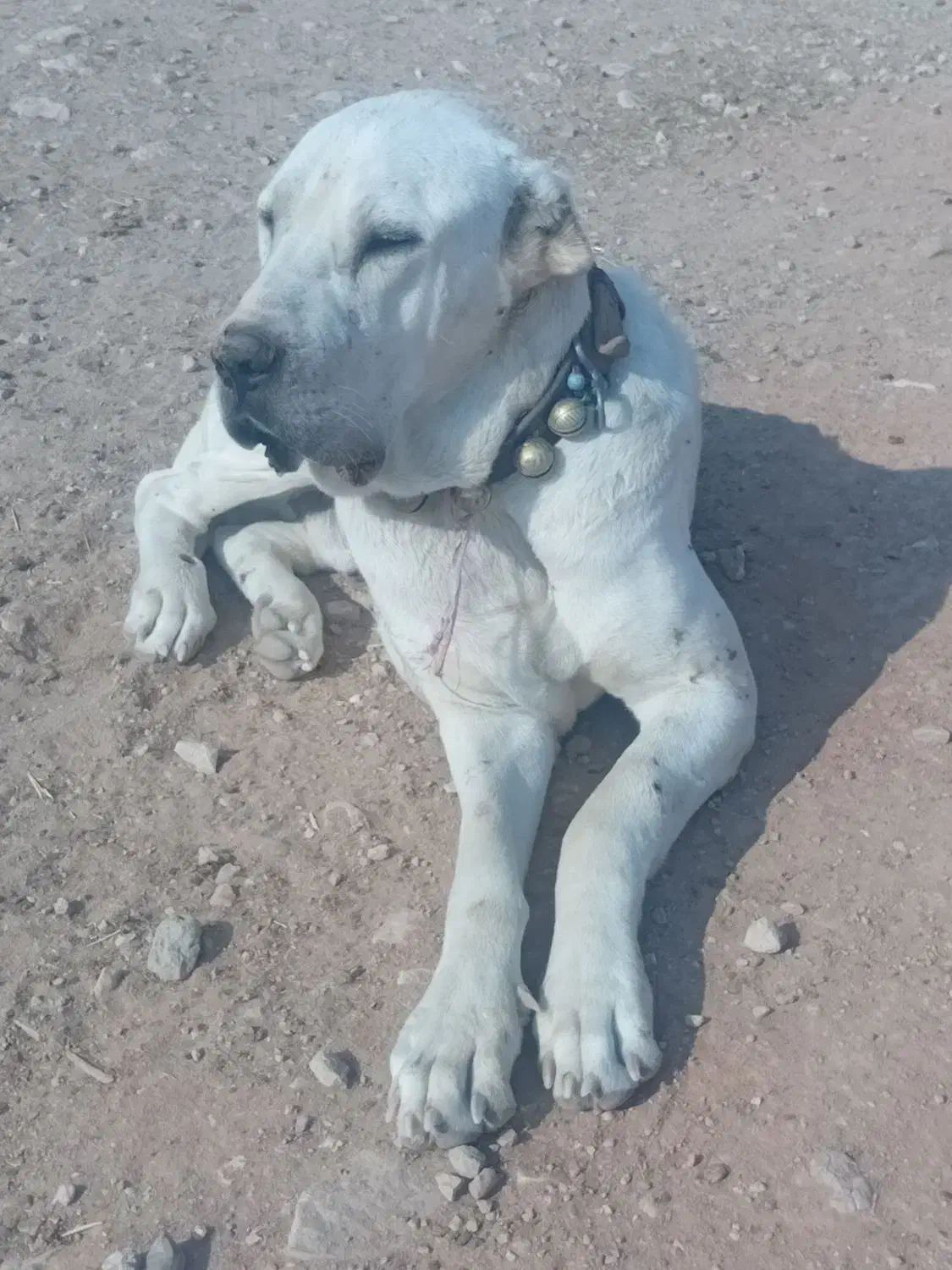 واگذاری سگ ماده یازده ماهه با یه توله پنج روزه|سگ|ساوه, |دیوار