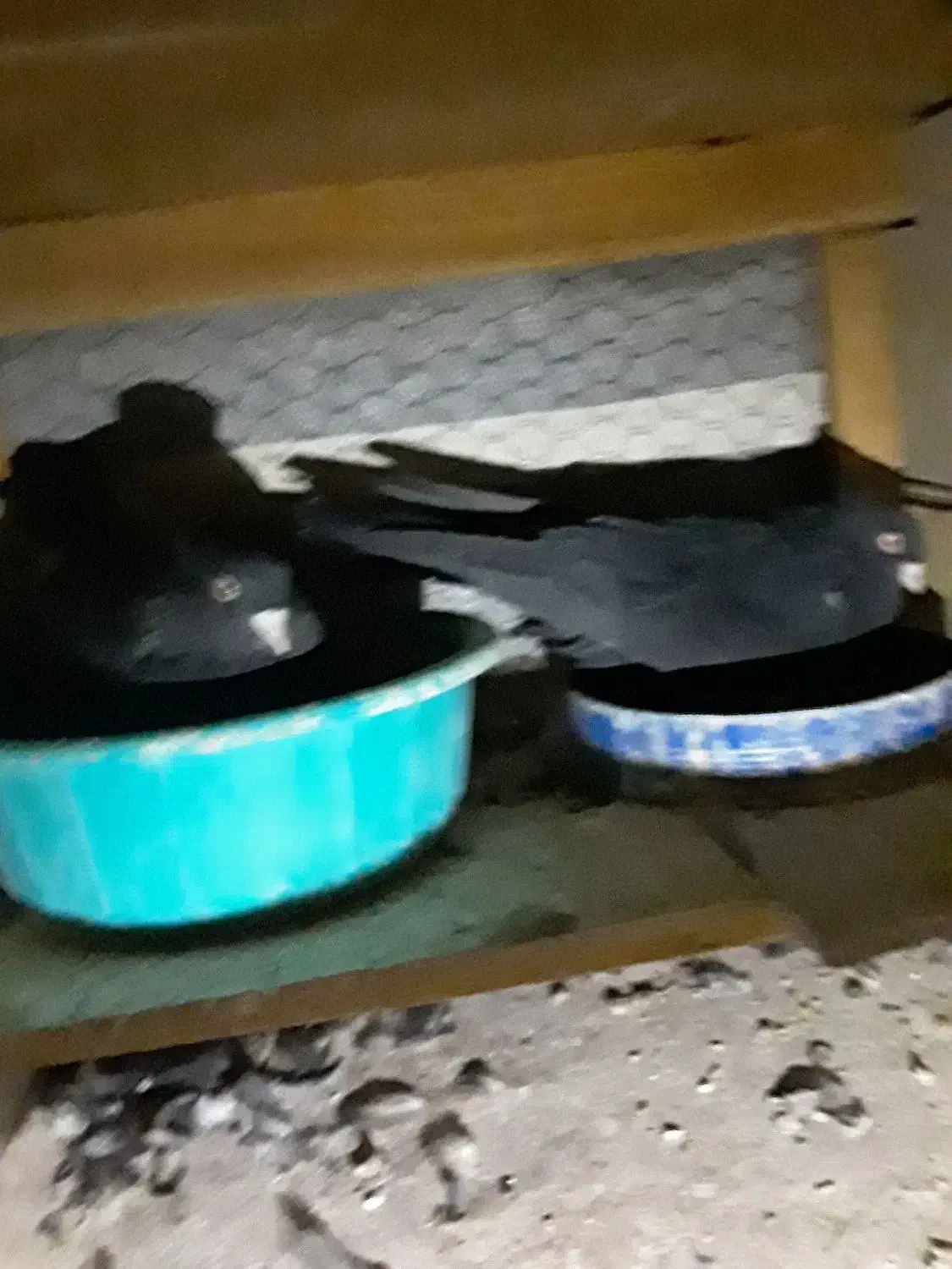 ۶جفت کبوترزاغ ابادانی اصل|پرنده|خمینیشهر, |دیوار