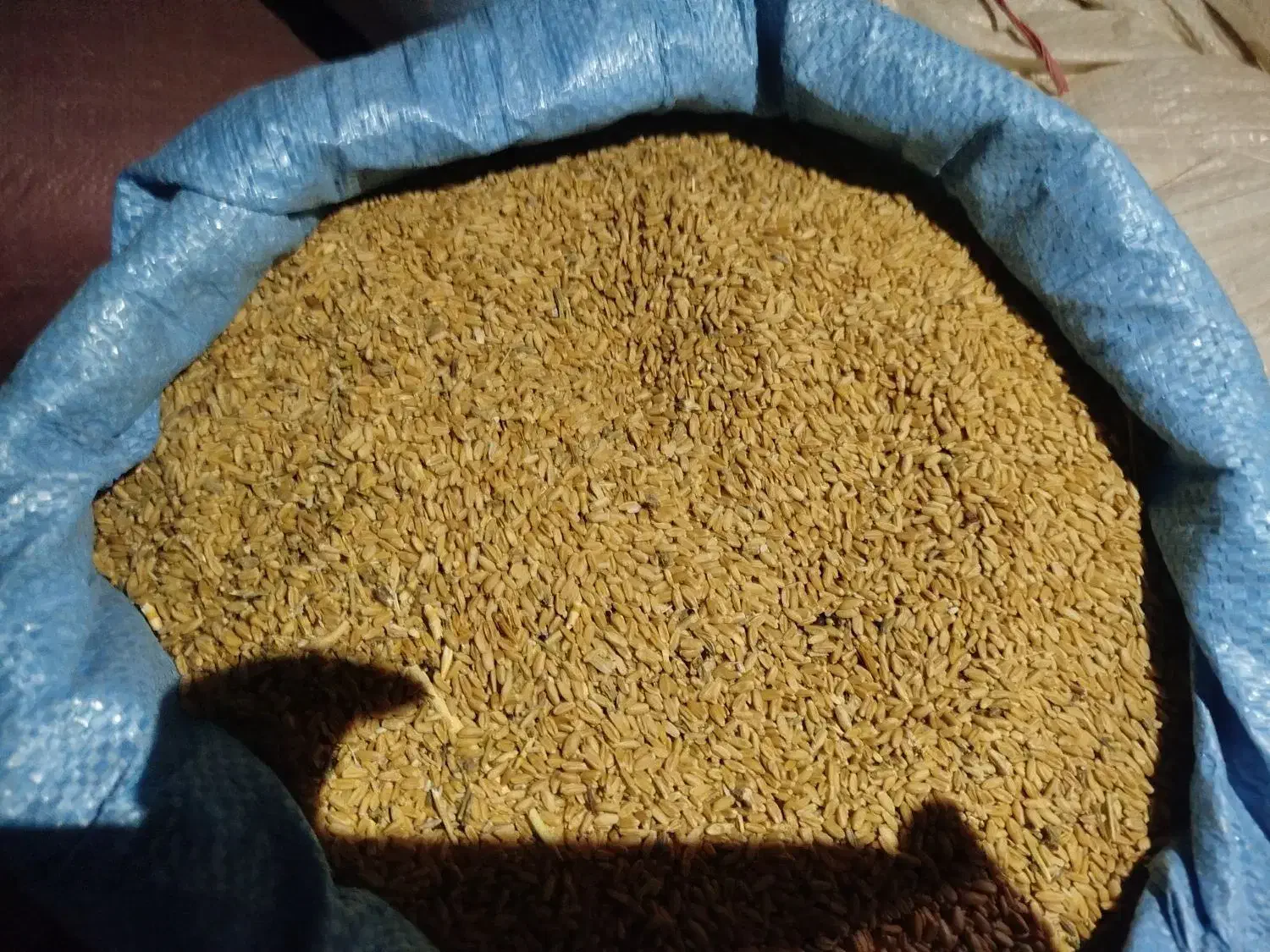 گندم دیم|خوردنی و آشامیدنی|فریمان, |دیوار