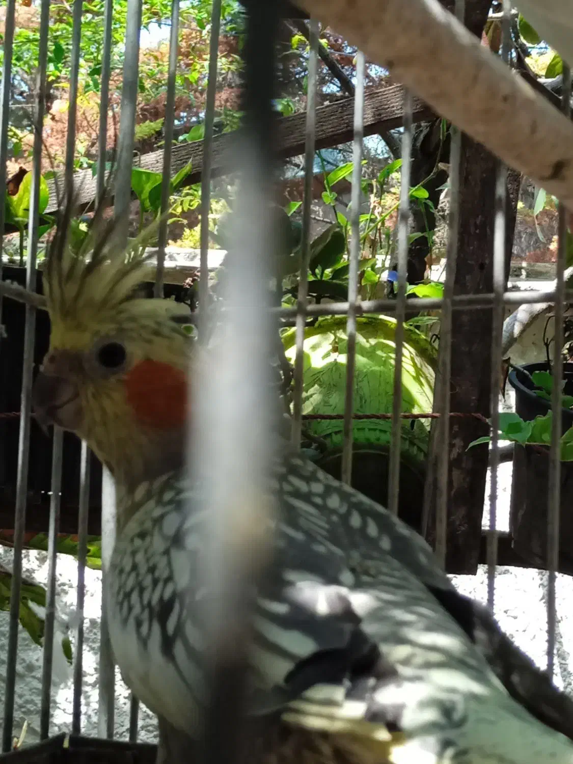 دو عدد عروس هلندی|پرنده|کلارآباد, |دیوار