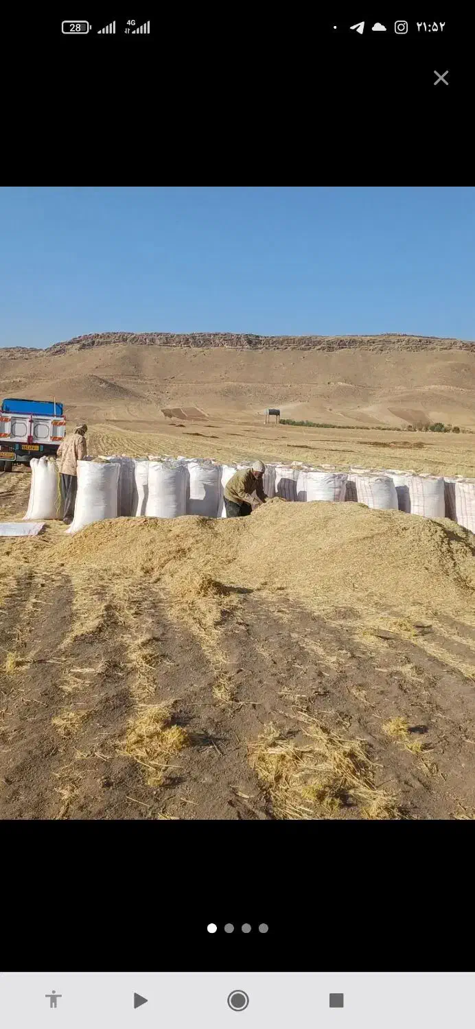 کاه درجه یک درخدمت دامداران عزیز هستیم ۱۳ تومان|خدمات باغبانی و درختکاری|نصر آباد, |دیوار