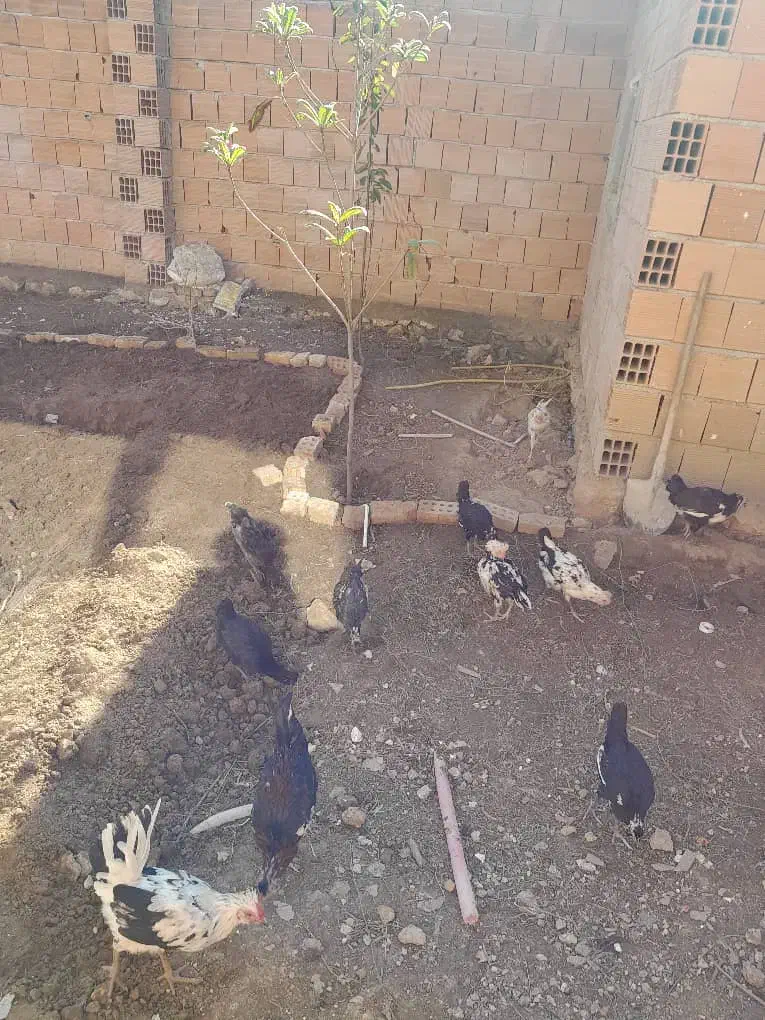 فروش گلین چهارماه زیرقیمت|حیوانات مزرعه|بهشهر, |دیوار