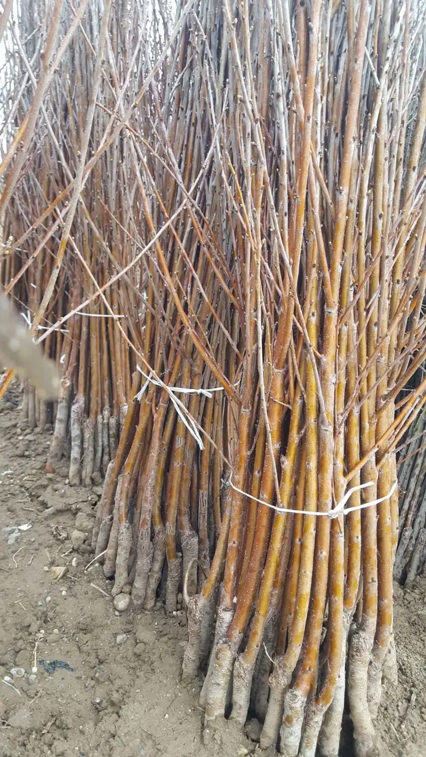 نهال پر کیفت و با تضمین|خدمات باغبانی و درختکاری|سنگر, |دیوار