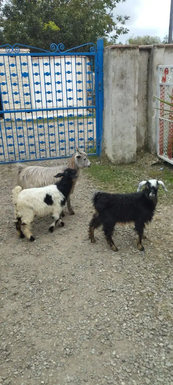 3بزقاله 5بره تالشی|حیوانات مزرعه|شاندرمن, |دیوار