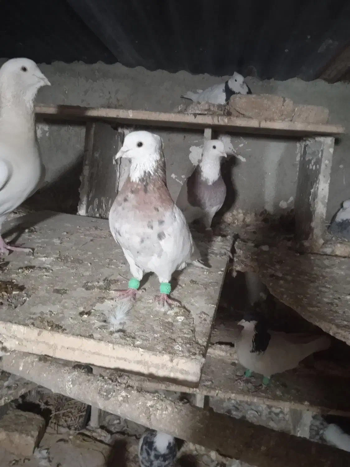 کبوتر طوقی|پرنده|محمدشهر, ولدآباد|دیوار