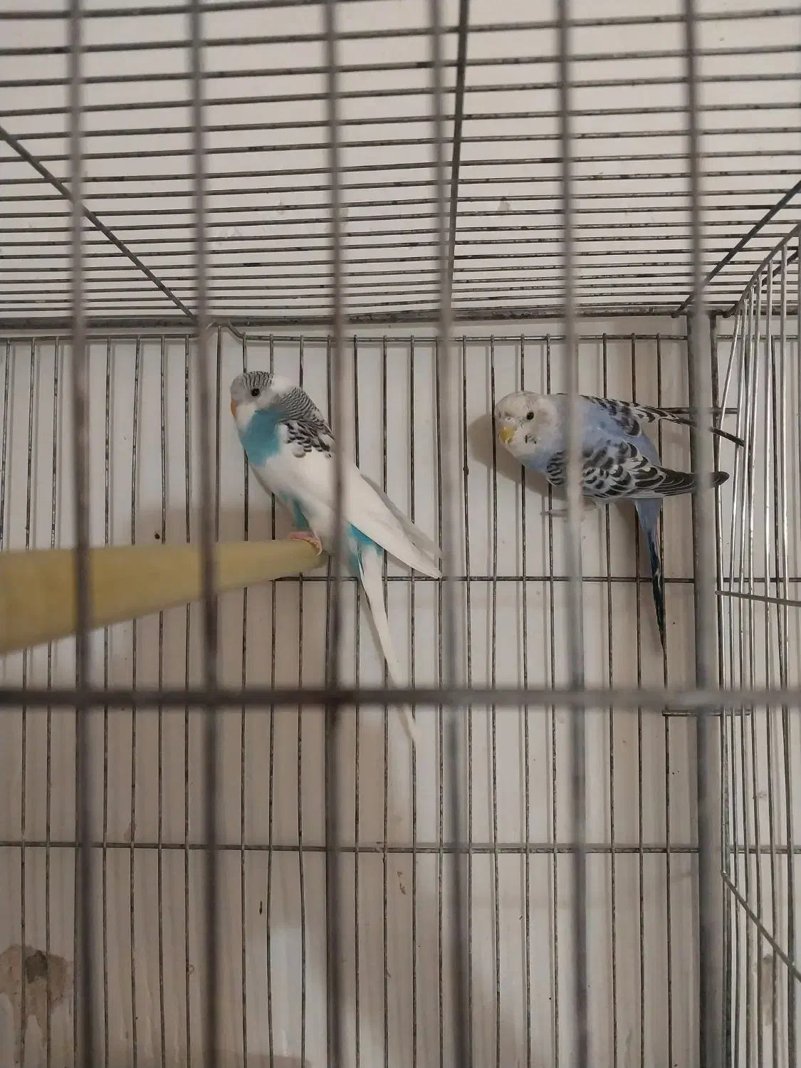 جوجه مرغ عشق آلبینو چشم شرابی|پرنده|اصفهان, شمس آباد|دیوار