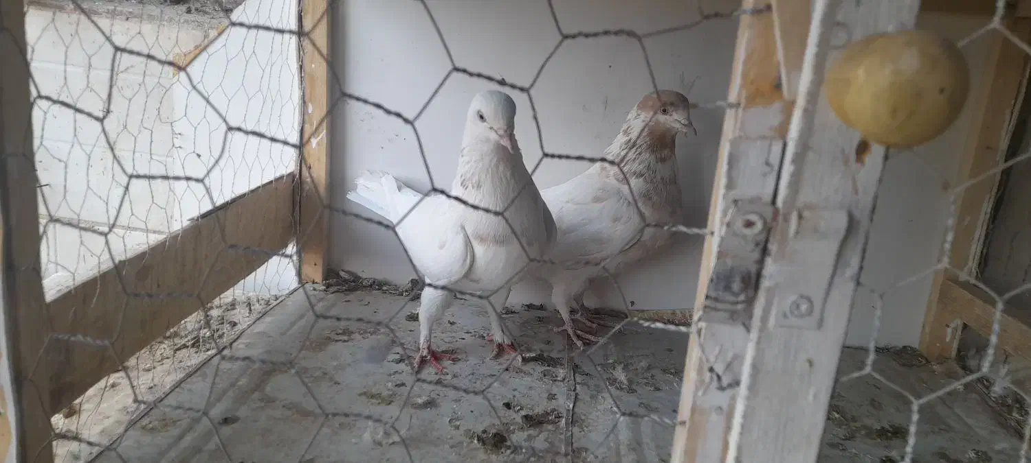 کبوتر. یک جفت ماده عتیقه|پرنده|بروجن, |دیوار